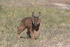 young caracal