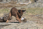 young caracal