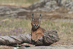 young caracal