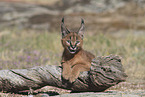 young caracal