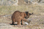 young caracal