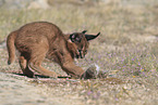 young caracal