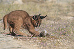 young caracal