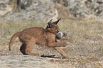 young caracal