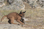 young caracal