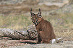 young caracal