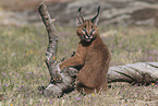 young caracal