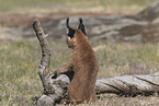 young caracal