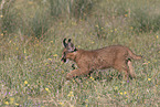 young caracal