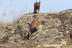 young caracals