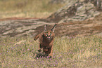 young caracal