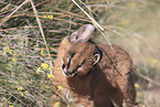 young caracal