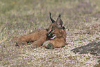 young caracal