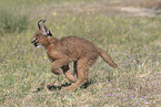 young caracal