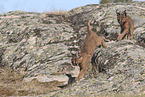 young caracal