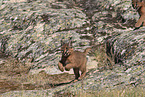 young caracal