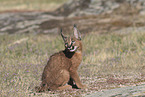 young caracal