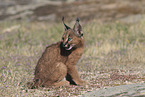 young caracal