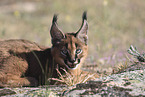 young caracal