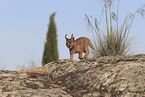 young caracal