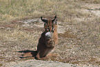 young caracal