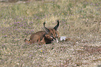 young caracal