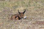 young caracal