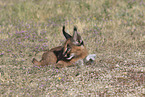 young caracal