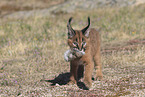 young caracal