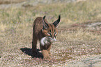 young caracal