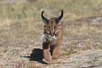 young caracal