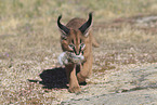 young caracal