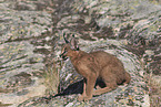 young caracal