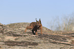 young caracal