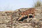 young caracal