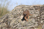 young caracal