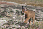 young caracal