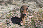 young caracal