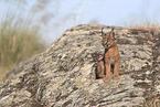 young caracal