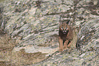 young caracal