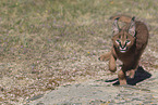 young caracal