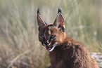 young caracal