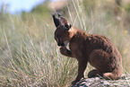 young caracal