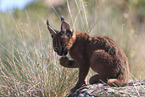 young caracal