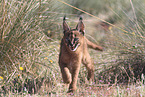 young caracal