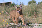 young caracal