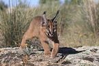 young caracal