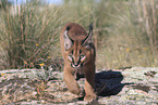 young caracal