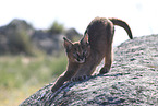 young caracal