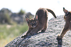 young caracals